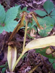 Tradescantia ernestiana