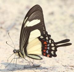 Heraclides torquatus