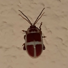 Asphaera discicollis