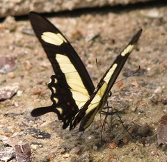 Heraclides torquatus