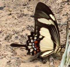 Heraclides torquatus