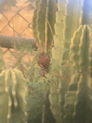 Haemorhous mexicanus