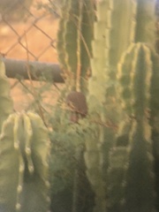 Haemorhous mexicanus