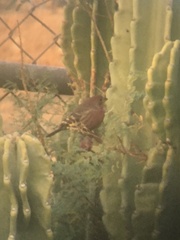 Haemorhous mexicanus