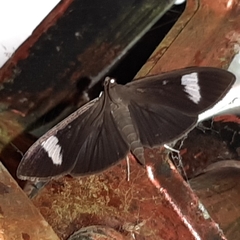 Erilusa leucoplagalis