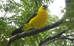 Gymnomystax mexicanus