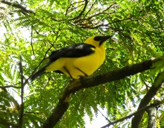 Gymnomystax mexicanus