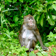 Macaca fascicularis
