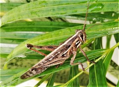 Schistocerca piceifrons