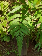 Christella parasitica