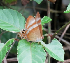 Abisara savitri