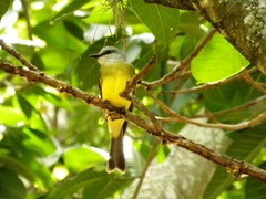 Tyrannus melancholicus