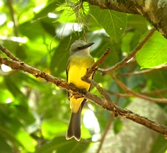 Tyrannus melancholicus