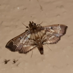 Salbia cassidalis