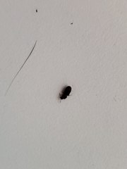 Coleoptera