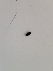 Coleoptera