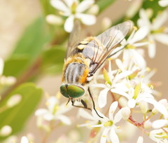 Scaptia patula