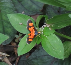 Aethaloessa