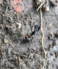 Endeavouria septemlineata