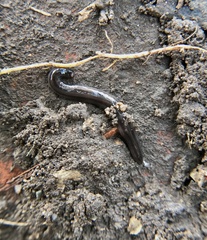 Endeavouria septemlineata