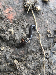 Endeavouria septemlineata