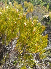 Orites acicularis