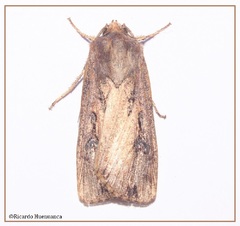 Agrotis robusta