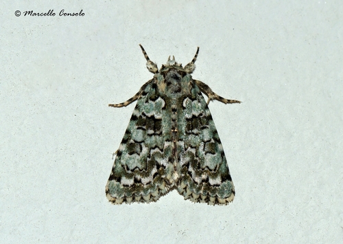 Marbled Green, photo 6 of 9