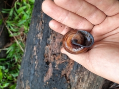 Sphaerospira mortenseni