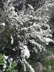 Ozothamnus secundiflorus