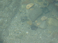 Abudefduf concolor