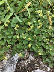 Hydrocotyle algida