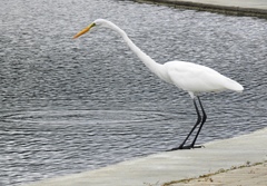 Ardea alba