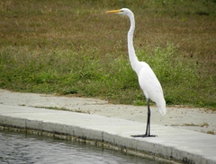 Ardea alba