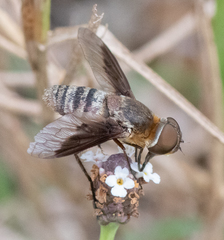 Exoprosopa brevirostris