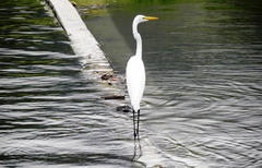Ardea alba
