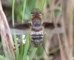 Exoprosopa brevirostris