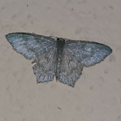 Chloropteryx opalaria