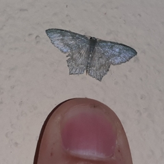 Chloropteryx opalaria