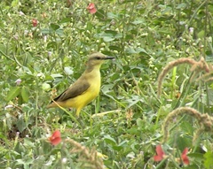 Machetornis rixosa