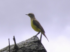 Machetornis rixosa