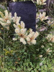Orites lancifolius