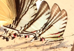 Neographium agesilaus