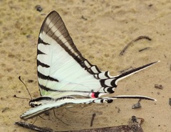 Neographium agesilaus