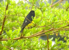 Spinus psaltria