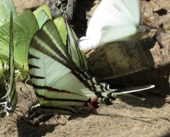 Neographium agesilaus