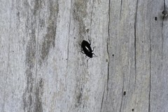 Prophanes simplex