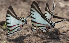 Neographium agesilaus