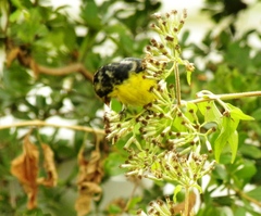 Spinus psaltria