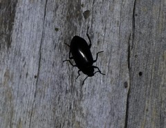 Prophanes simplex